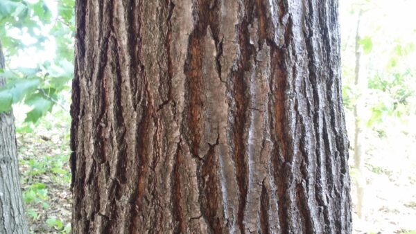 Cold Stream Farm oak red tree bark