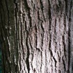Cold Stream Farm white oak tree bark