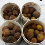 Cold Stream Farm osage orange harvest