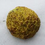 Cold Stream Farm osage orange
