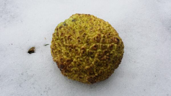 Cold Stream Farm osage orange