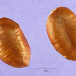 Cold Stream Farm pawpaw seeds