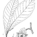 Cold Stream Farm pawpaw leaf drawing