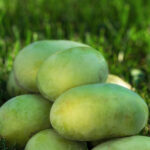 Cold Stream Farm pawpaw fruit