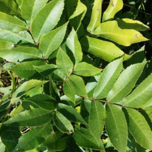 Cold Stream Farm northern pecan leaves