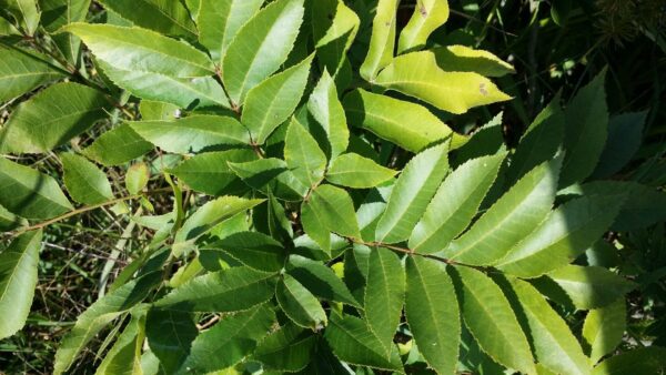 Cold Stream Farm northern pecan leaves