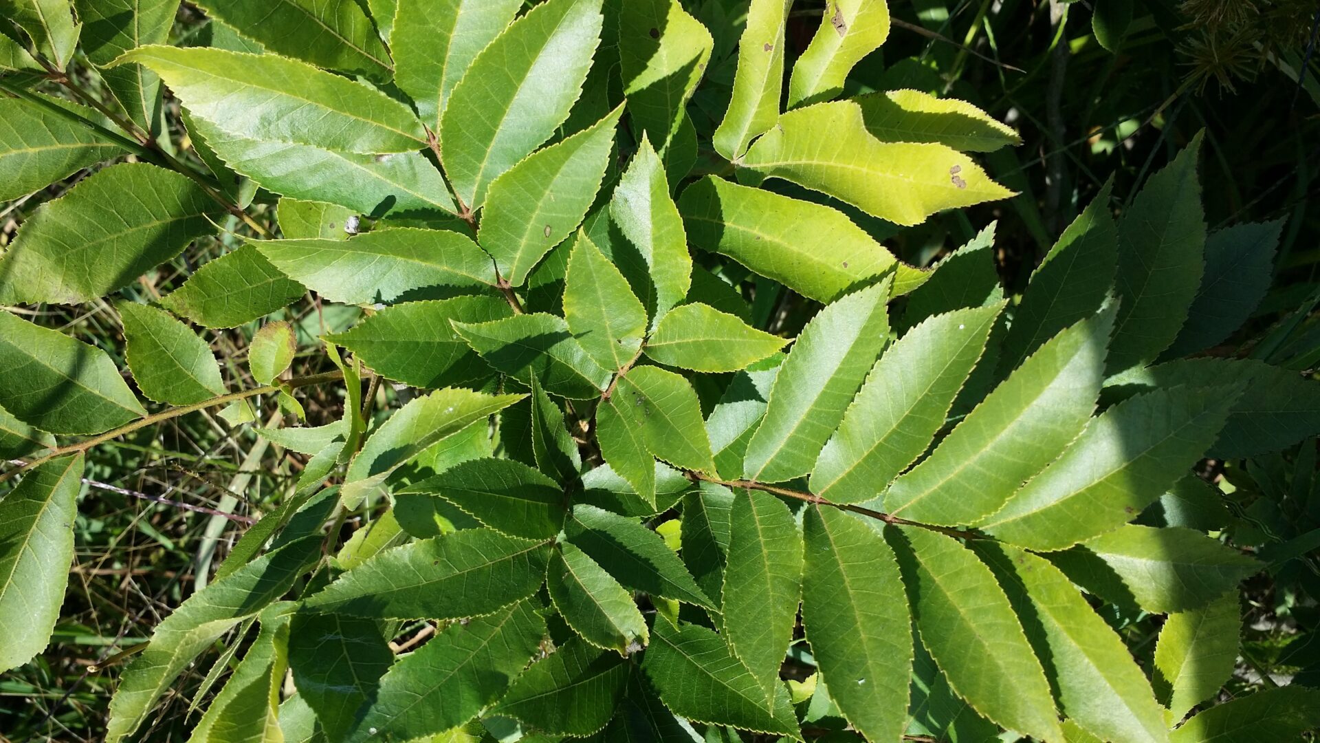 Pecan Tree Leaves Identification