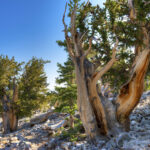 Bristlecone pine Cold Stream Farm