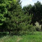 Red pine Cold Stream Farm