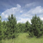 Red pine transplant Cold Stream Farm