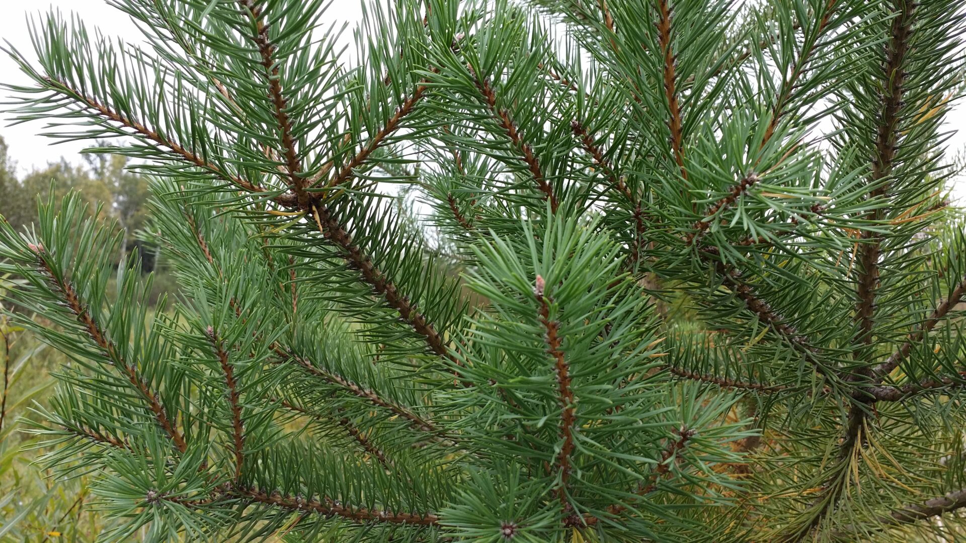 Scotch Pine (Pinus sylvestris)