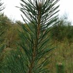 Scotch pine branch Cold Stream Farm