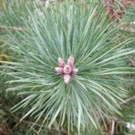 Scotch pine buds Cold Stream Farm