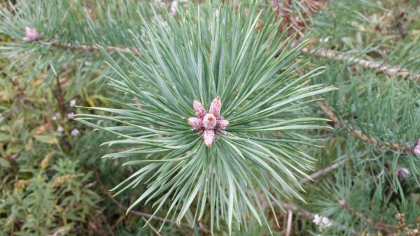 Scotch pine buds Cold Stream Farm