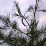 White pine cone Cold Stream Farm