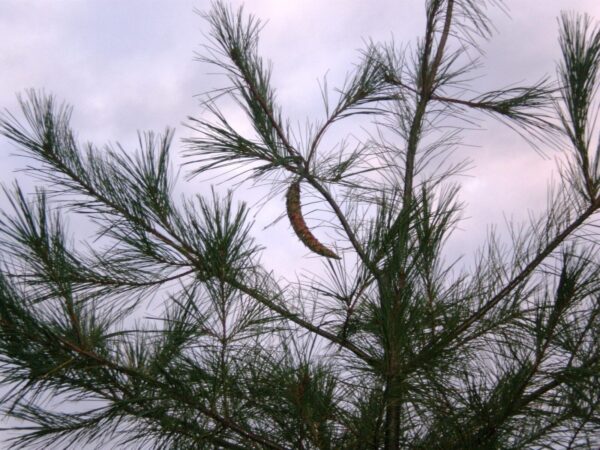 White pine cone Cold Stream Farm