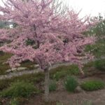 Cold Stream Farm redbud tree flowers