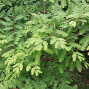 Dawn redwood branch Cold Stream Farm