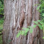 Dawn redwood bark Cold Stream Farm