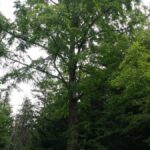 Dawn redwood mature Cold Stream Farm