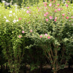 Cold Stream Farm rose of Sharon bush