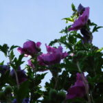 Cold Stream Farm rose of Sharon plant
