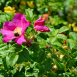 Cold Stream Farm rugosa rose flower