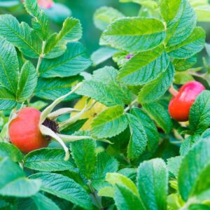 Cold Stream Farm rugosa rose berries