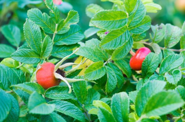 Cold Stream Farm rugosa rose berries