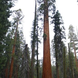 Giant sequoia mature Cold Stream Farm