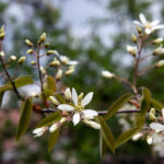 Cold Stream Farm saskatoon serviceberry flowers