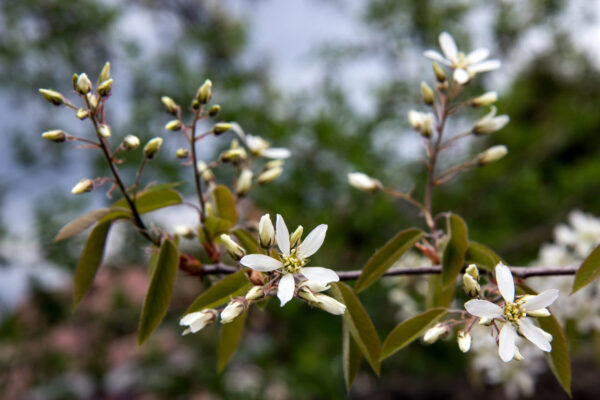 Cold Stream Farm saskatoon serviceberry flowers