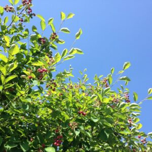 Cold Stream Farm saskatoon serviceberry bush