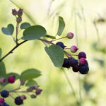 Cold Stream Farm Allegheny serviceberry fruit