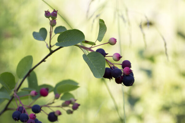 Cold Stream Farm Allegheny serviceberry fruit