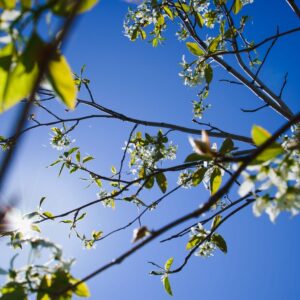 Cold Stream Farm shadbush serviceberry flower on branch