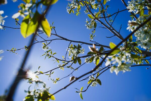 Cold Stream Farm shadbush serviceberry flower on branch