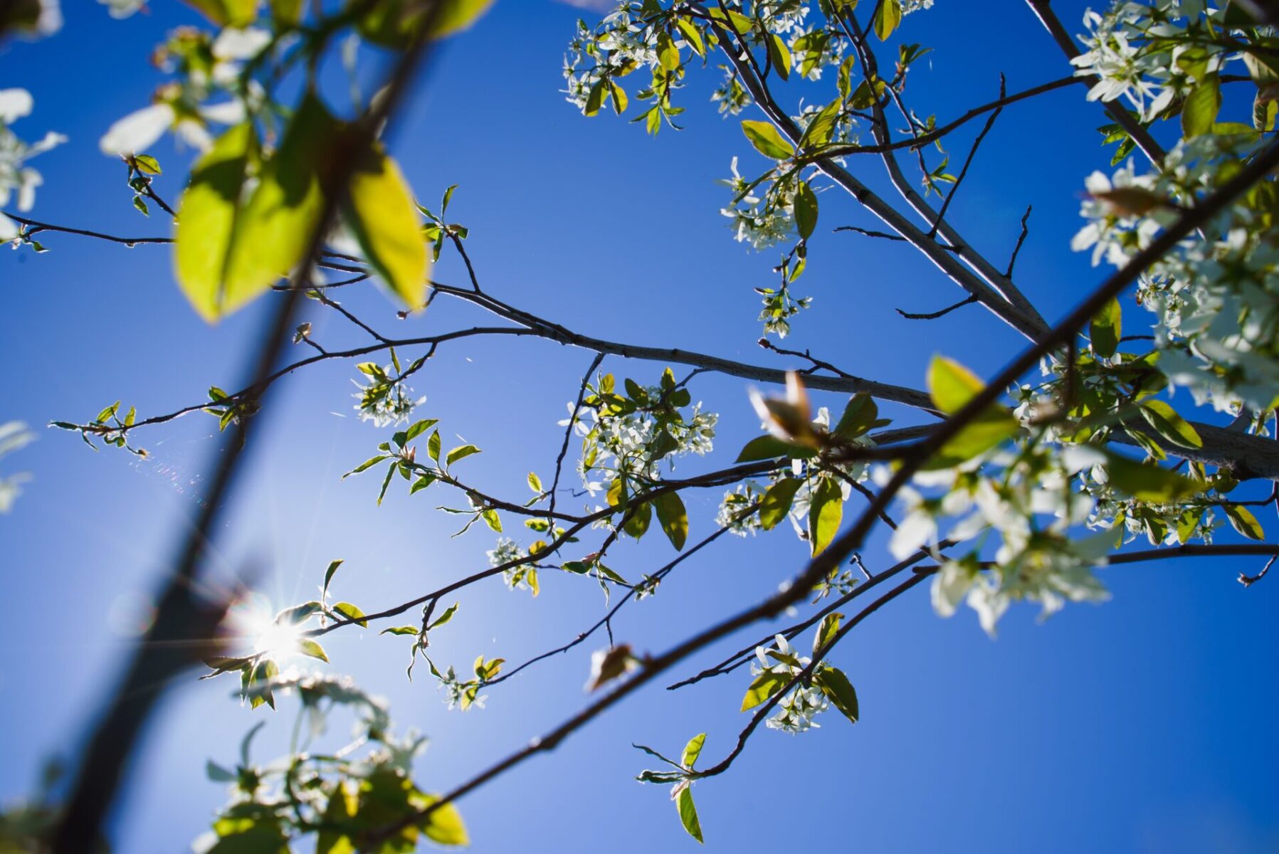 Allegheny Serviceberry - Amelanchier Laevis, Shrubs