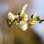 Cold Stream Farm snowberry berried on branch