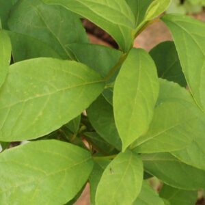 Cold Stream Farm spicebush leaves