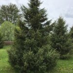 Black spruce yard tree Cold Stream Farm