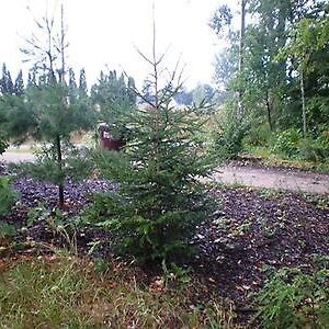 Black hill spruce small tree Cold Stream Farm