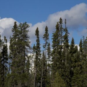 Black spruce tall mature Cold Stream Farm