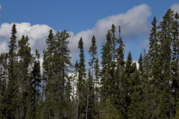 Red spruce mature Cold Stream Farm