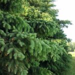 Blue spruce Cold Stream Farm
