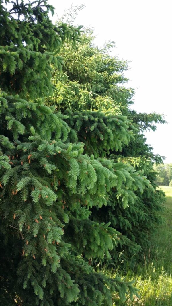 Blue spruce Cold Stream Farm