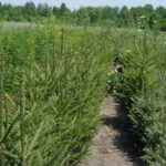 Norway spruce transplant Cold Stream Farm