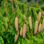 Norway spruce cones Cold Stream Farm