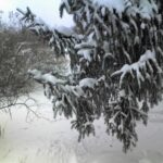 Norway spruce covered in snow Cold Stream Farm