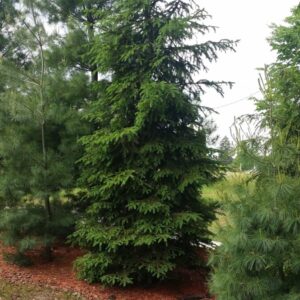 White spruce mature tree Cold Stream Farm
